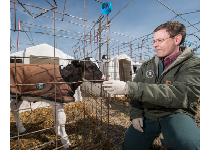 'We know that bovine leukemia virus has a negative impact on the immune system in cows that are infected. However, the major impacts on the immune system and susceptibility to other diseases might depend on the stage of the disease the cow is in,' says Bo Norby, MSU Large Animal Clinical Sciences associate professor.