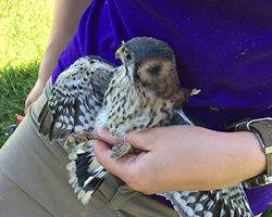 A field technician prepares to band a young American kestrel who is nearly old enough to leave the nest box.