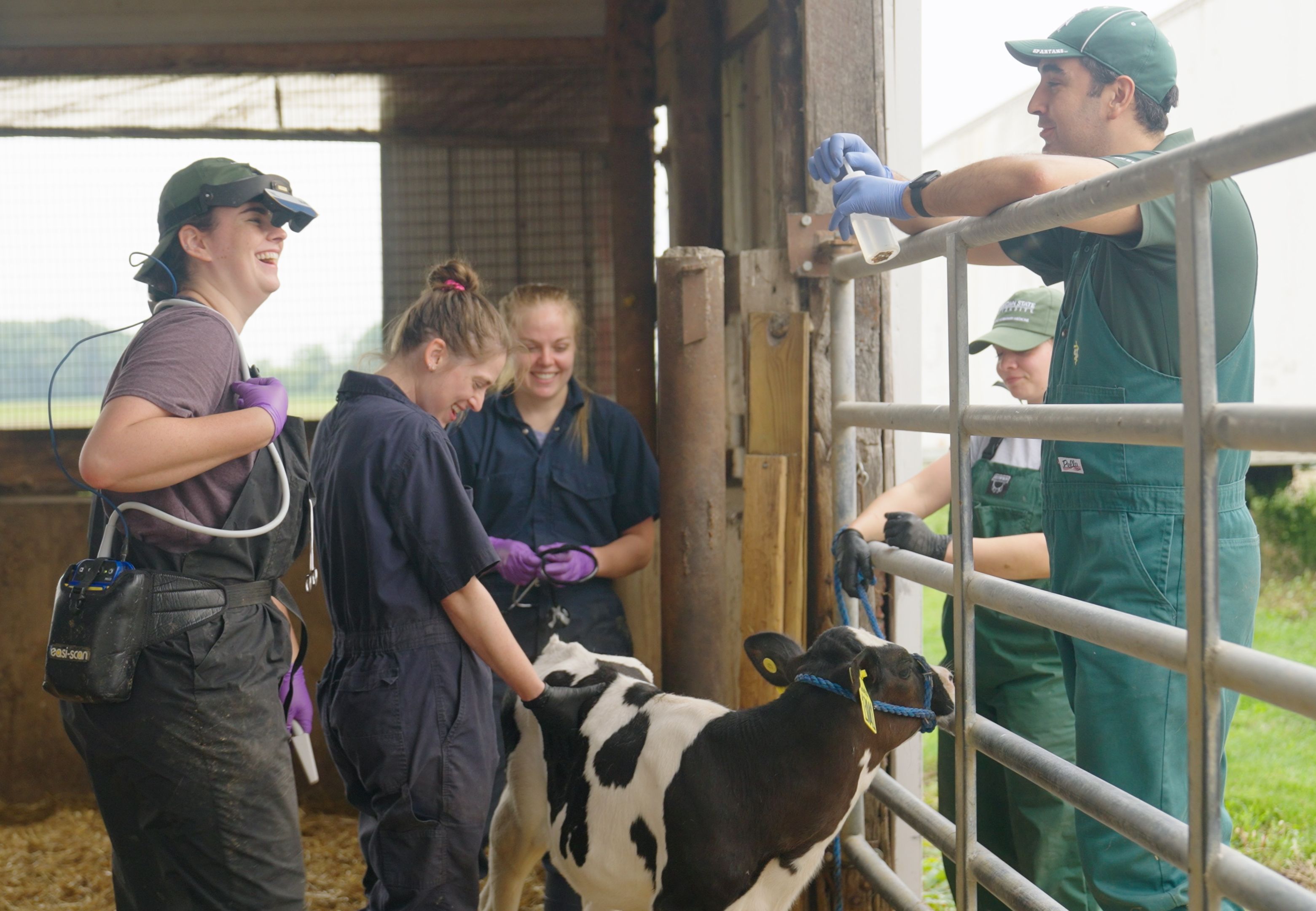 Ángel Abuelo works with final-year veterinary students completing an advanced dairy production medicine clinical rotation at Car-Min-Vu Farm in Webberville. The students are performing a thoracic lung ultrasound to evaluate the presence of subclinical respiratory disease in calves.