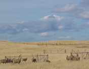 Sheep survey grazing options on rangeland infested with invasive weeds. Exclosures in background keep sheep out of research plots in which different weed control methods are being tested in collaboration with a ranch owner.