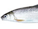 ARTICLE:  Marketing Effort Helps Great Lakes Whitefish Make a Comeback