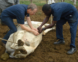Picture for Working in Ghana to 'Round Up' Cattle Diseases