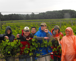 Picture for MSU Viticulture Research and Extension Program Builds Strong Engagement with Michigan Grape and Wine Industry