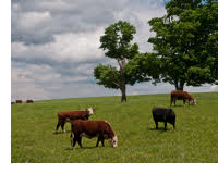 Beef Production Systems Research Benefits Local Agricultural and Entrepreneurial Stakeholders