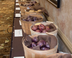 Picture for Research and Collaboration have Big Economic Impacts on Michigan's Potato Industry