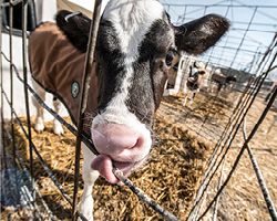 MSU Large Animal Clinical Sciences Professor Bo Norby designed a testing process to determine whether there is a connection between the prevalence of certain diseases and the different stages of bovine leukemia virus in infected cows.