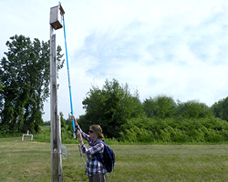Graduate student Melissa Brady reviews a kestrel box up high in a Michigan blueberry field.