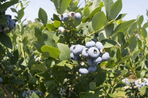 Blueberries are an important crop in southwest Michigan.
