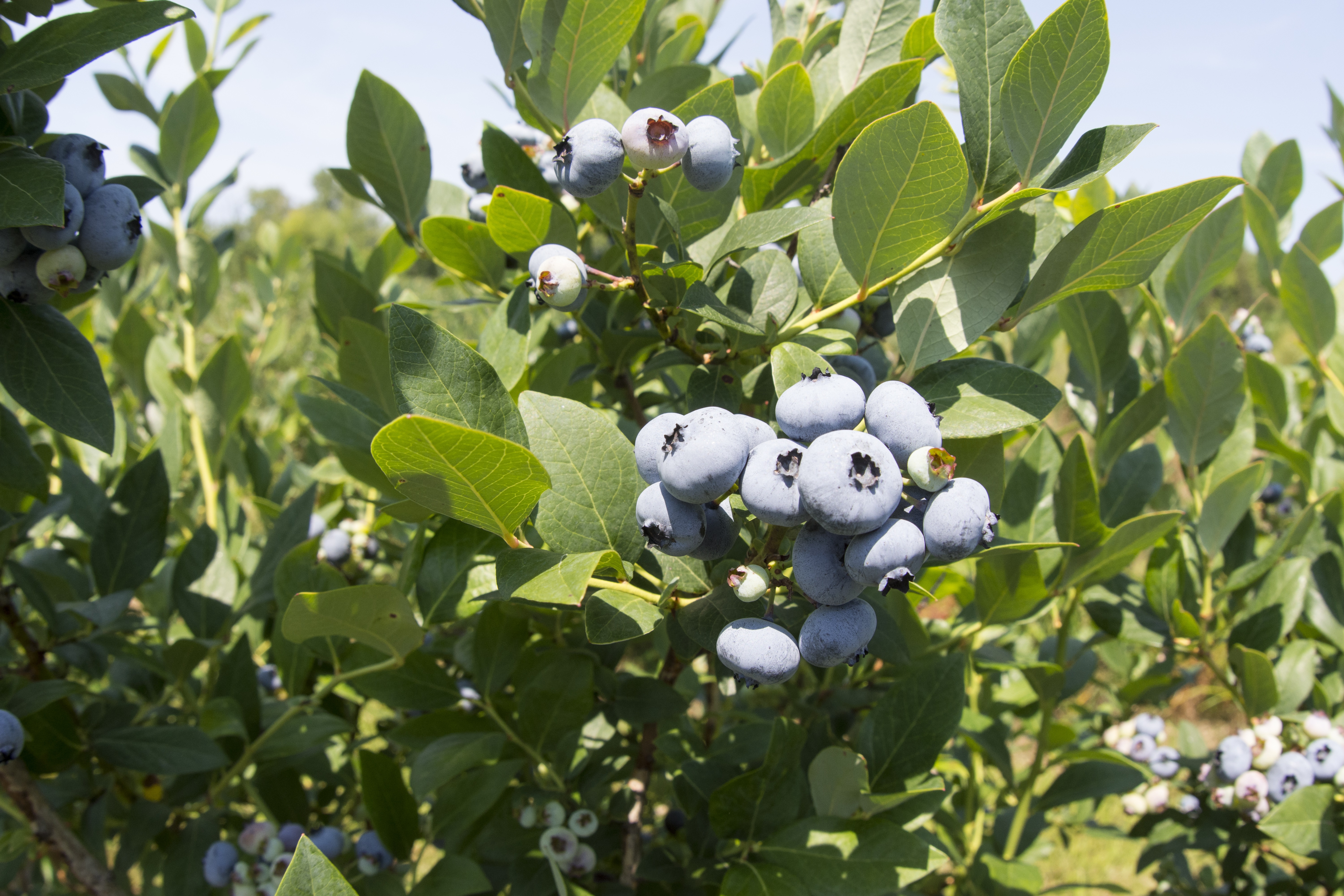 Blueberries are an important crop in southwest Michigan.