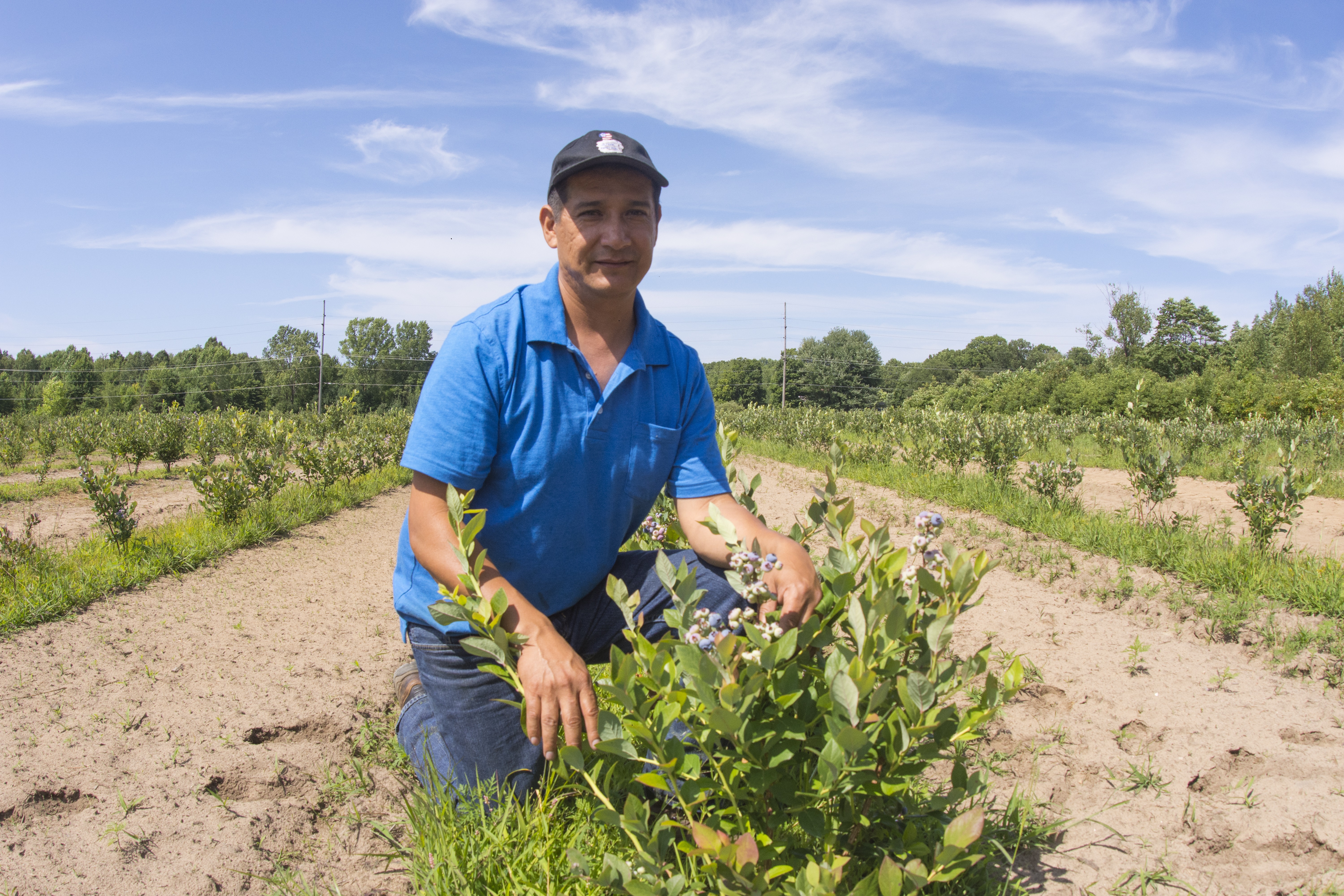 Blueberry grower, Nahun Avalos, inspects a blueberry bush at his farm in southwest Michigan.