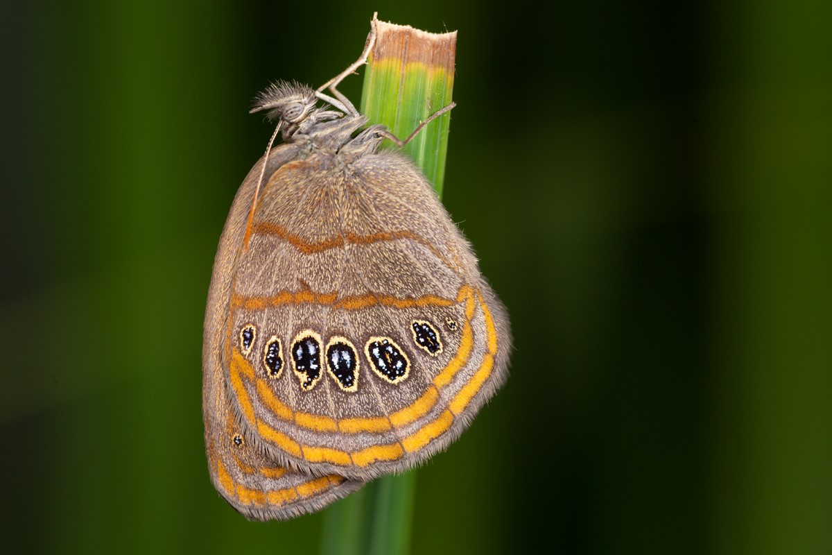 The endangered St. Francis Satyr is a one-inch-wide brown butterfly, with thin, rusty-red stripes, and a row of black spots.