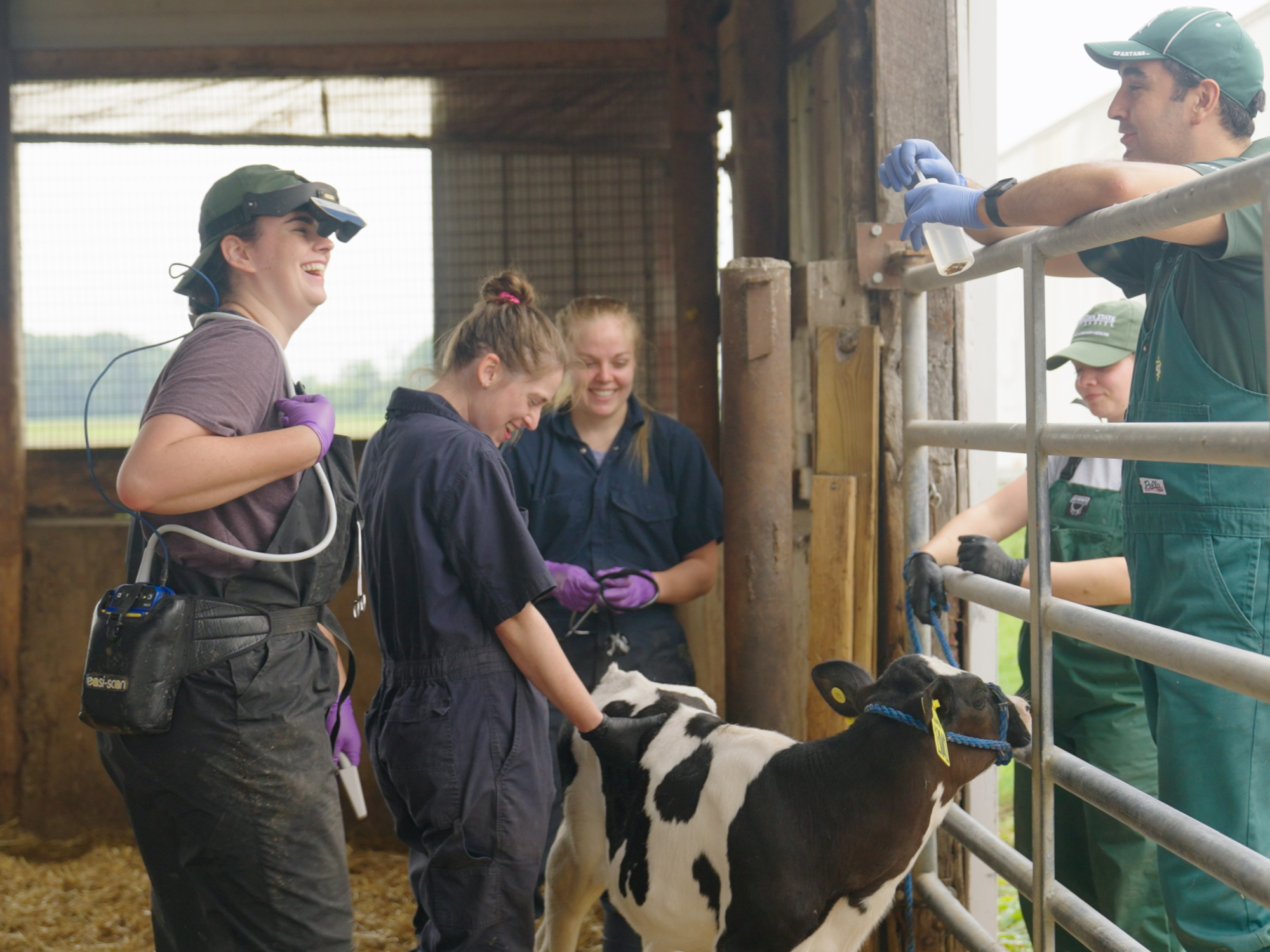 Ángel Abuelo works with final-year veterinary students completing an advanced dairy production medicine clinical rotation at Car-Min-Vu Farm in Webberville. The students are performing a thoracic lung ultrasound to evaluate the presence of subclinical respiratory disease in calves.