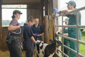 Ã�ngel Abuelo works with final-year veterinary students completing an advanced dairy production medicine clinical rotation at Car-Min-Vu Farm in Webberville. The students are performing a thoracic lung ultrasound to evaluate the presence of subclinical respiratory disease in calves.