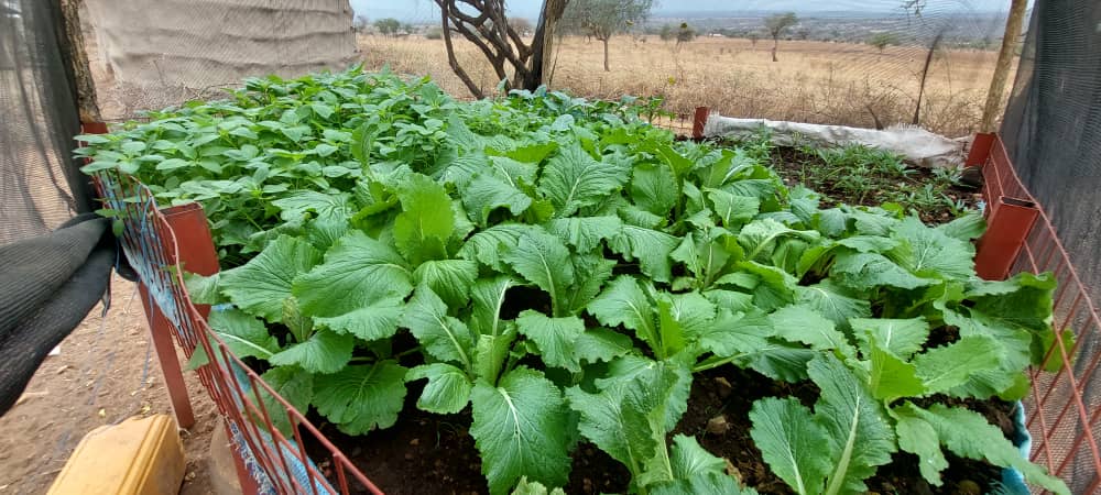 Raised gardens provide an opportunity for village residents to grow drought-resistant vegetables that can be shared by families and sold as a source of income.