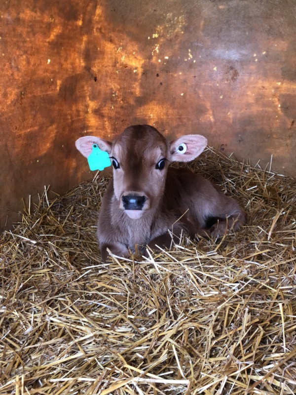 'Calves represent the future of the dairy farm,' said Ethan Haywood of Sand Creek Dairy in Hastings. Ángel Abuelo and his students have visited the farm as part of their research on strategies to bolster calf immunity in the early weeks of life.