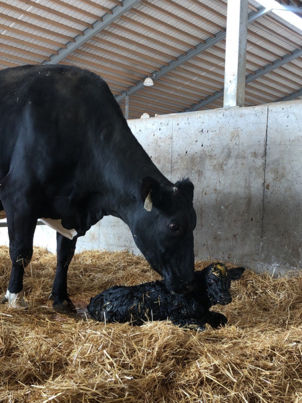 'Calves represent the future of the dairy farm,' said Ethan Haywood of Sand Creek Dairy in Hastings. Ángel Abuelo and his students have visited the farm as part of their research on strategies to bolster calf immunity in the early weeks of life.