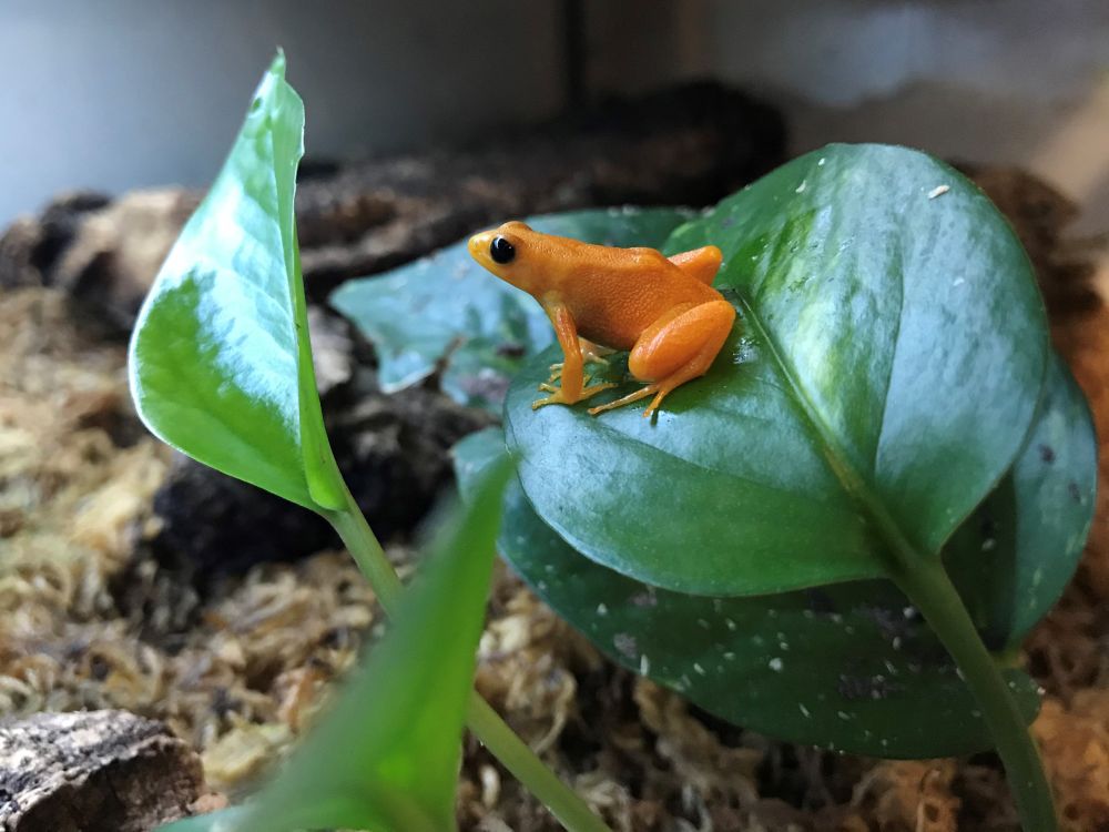 Golden mantella frog perched on a pathos leaf