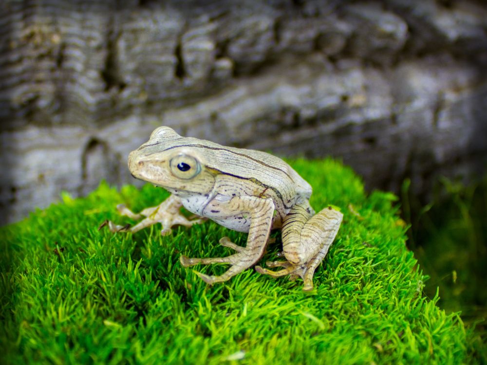 Borneo eared frog