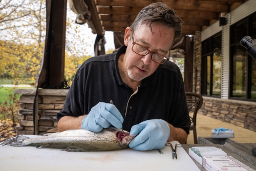 Kebus examines a fish for signs of disease.