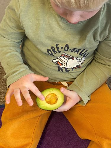 Young student touching avocado.