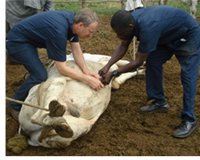 Working in Ghana to 'Round Up' Cattle Diseases