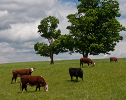 Picture for Beef Production Systems Research Benefits Local Agricultural and Entrepreneurial Stakeholders
