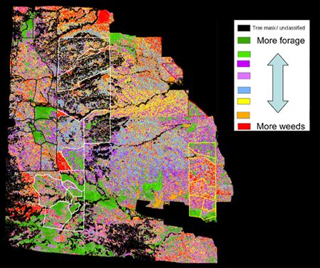 Weed patch distribution across California rangeland watershed under study, derived from time series of aerial photography.