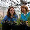 Graduate assistant Abbie Schrotenboer (L) and Carolyn Malmstrom (R) check grass samples at the MSU greenhouse.