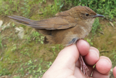 The Sichuan Bush-warbler is a new species recently discovered by Dr. Pam Rasmussen and a team of ornithologists.