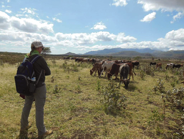Jacalyn Beck studies the anti-predator behavior of cattle on the rangelands of the Maasai steppe, Tanzania.