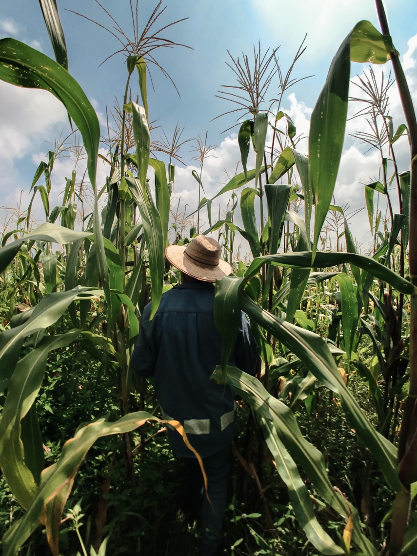 Farmworker in straw hat stands among tall corn stalks in field.