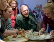 Dr. Jim Sikarskie and veterinary students Naomi Johnson, Kirsten Begin, Joann Swatek, and Allison Eavey examine the wing of a red-tailed hawk that was brought in for treatment of lead poisoning.