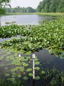 Photo of ESPP research sites in Michigan Wetlands