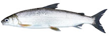 Great Lakes Whitefish